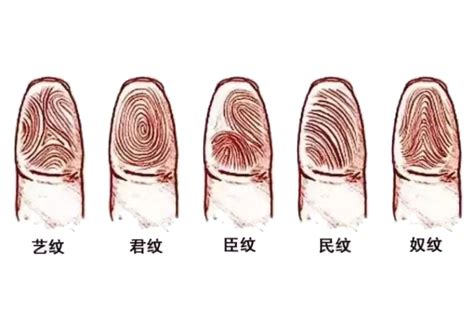 手指螺旋紋|手指螺纹一到十的意义 手指上螺纹多代表福气多——。